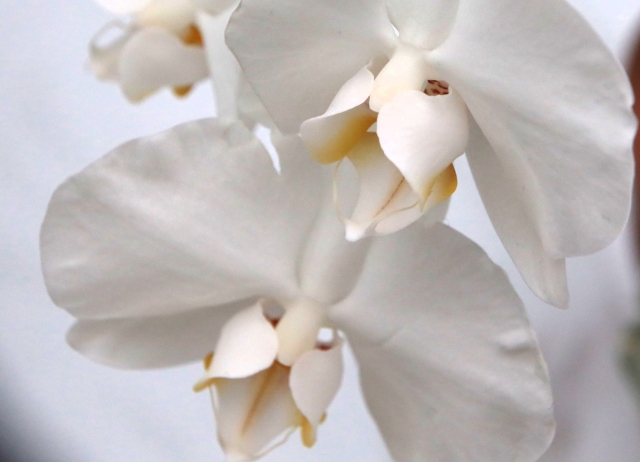 白い胡蝶蘭の花を斜め上から捉えたクローズアップ写真|重なり合う花弁と黄色のリップが美しいコチョウランの上品な花姿