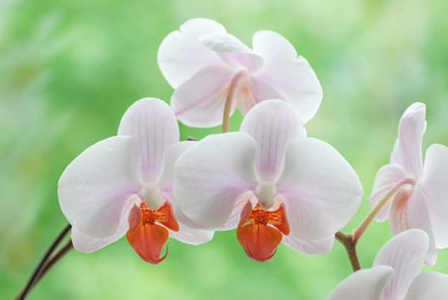 白い胡蝶蘭と赤いリップの花房アップ写真｜法人で胡蝶蘭の依頼受付から発注・確認・納品まで迷わず回す社内手続きフロー標準手順のアイキャッチ画像