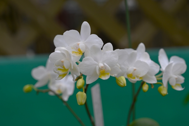 白い胡蝶蘭の小輪が並んで咲く写真｜つぼみを付けたミディ系コチョウランの上品な花姿クローズアップ