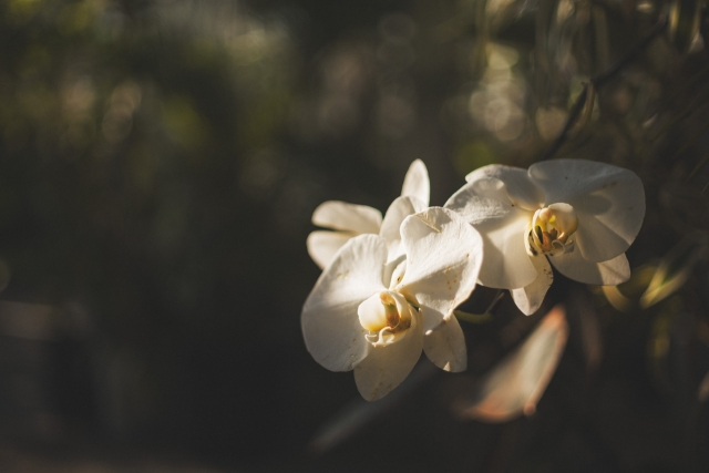 白い胡蝶蘭の花がやわらかな夕日を浴びて咲く様子|法人贈答や開店祝いに人気のコチョウランの美しい横顔クローズアップ写真