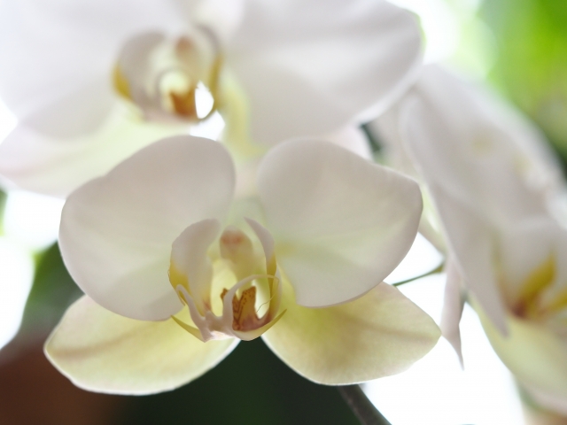 白い胡蝶蘭の花を正面から捉えたクローズアップ写真｜やわらかな自然光に透けるコチョウランの上品な花弁と黄色のリップ