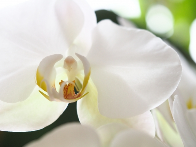 白い胡蝶蘭の花を正面から捉えた高精細クローズアップ写真|自然光に透ける花弁と黄色いリップが美しいコチョウランの花姿