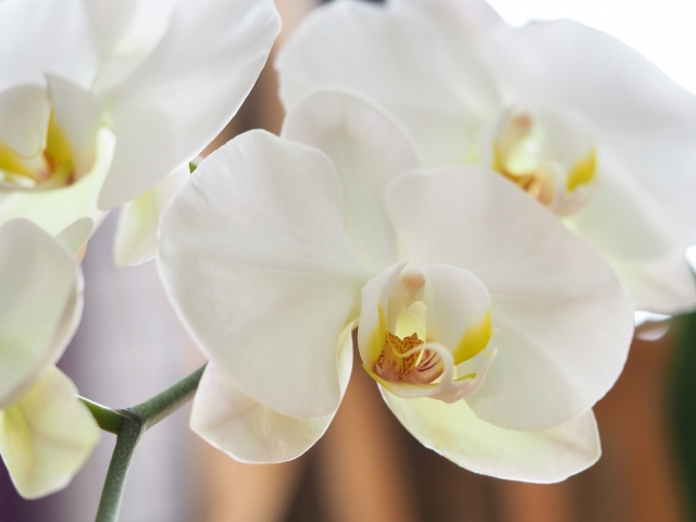 白い胡蝶蘭の花を斜めから捉えたクローズアップ写真｜やわらかな室内光に映える黄色いリップが美しいコチョウランの花姿