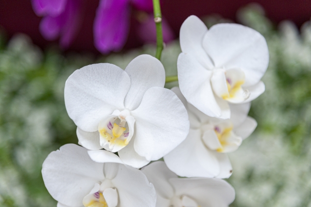 白い胡蝶蘭が重なり合って咲くクローズアップ写真｜背景の紫色の花と調和する上品なコチョウランの花姿