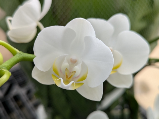 白い胡蝶蘭の花を正面から捉えたクローズアップ写真｜緑の背景に映える黄色いリップが美しいコチョウランの上品な花姿