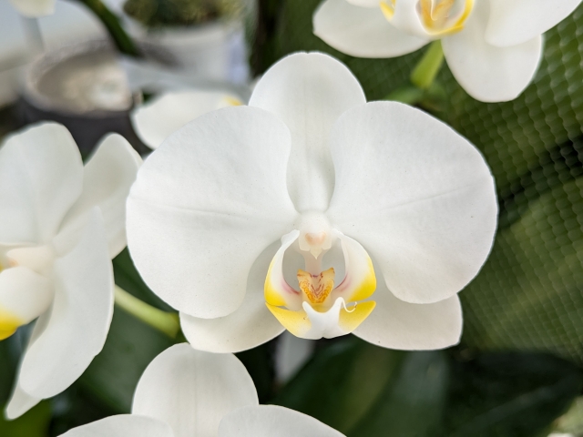 白い胡蝶蘭の花を正面から捉えたクローズアップ写真｜黄色いリップが際立つコチョウランの上品で清楚な花姿