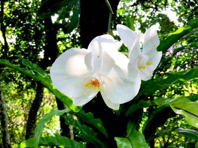 緑あふれる屋外で咲く白い胡蝶蘭の写真｜自然光の中で映えるコチョウランの大輪と黄色いリップのクローズアップ