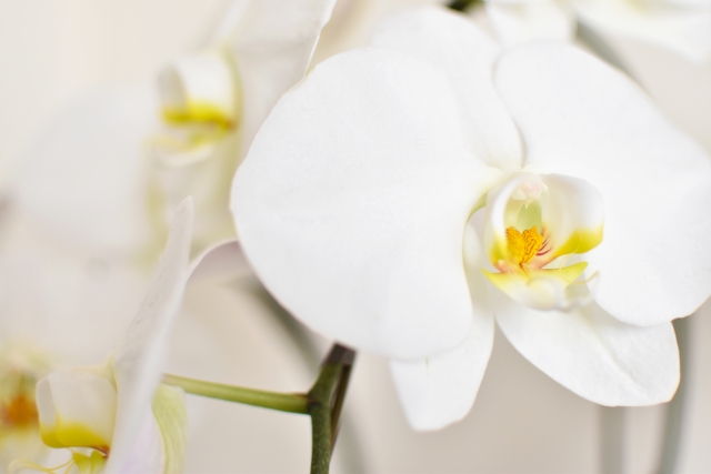 白い胡蝶蘭の横顔をやわらかな光で捉えた写真｜純白の花弁と黄色のリップが美しいコチョウラン大輪種・上品で高級感ある法人贈答向けフラワーギフトイメージ