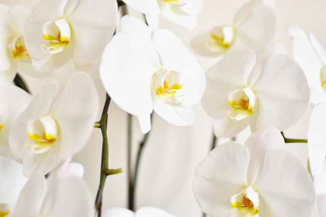 白い胡蝶蘭がやわらかな光の中で咲く大輪アレンジ写真｜純白の花弁と黄色のリップが上品に映えるコチョウラン・開店祝いや就任祝いに最適な法人向け高級フラワーギフトイメージ