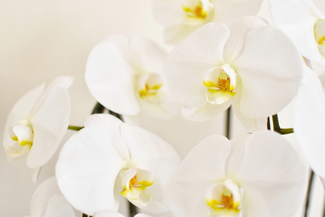 白い胡蝶蘭がやわらかな光の中で咲く大輪アレンジ写真｜純白の花弁と黄色のリップが上品に映えるコチョウラン・開店祝いや就任祝いに選ばれる法人向け高級フラワーギフトイメージ