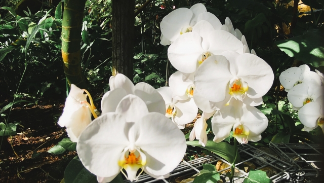 屋外の緑に囲まれて咲く白い胡蝶蘭の写真｜自然光の中で輝く大輪コチョウランの華やかな花姿クローズアップ