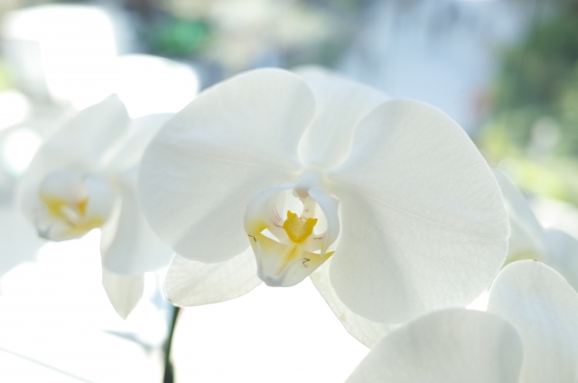 やわらかな逆光に包まれた白い胡蝶蘭（ファレノプシス）のクローズアップ写真｜透ける花弁と黄色いリップが美しい上品なコチョウラン画像