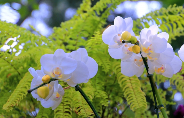 白い胡蝶蘭とつぼみが並んで咲く屋外写真｜シダの緑を背景に映えるコチョウランの可憐な花姿クローズアップ