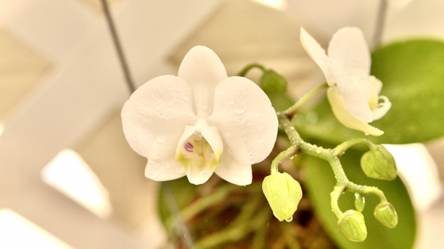 水滴をまとった白い胡蝶蘭（ファレノプシス）とつぼみを上から捉えた写真｜淡いピンクのリップが可憐なミニ系コチョウランのやわらかな室内画像