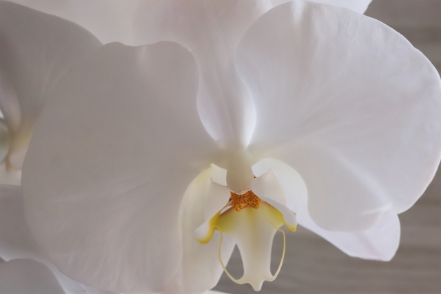 白い胡蝶蘭の大輪を正面から捉えたクローズアップ写真｜やわらかな室内光に映える黄色いリップが美しいコチョウランの花姿