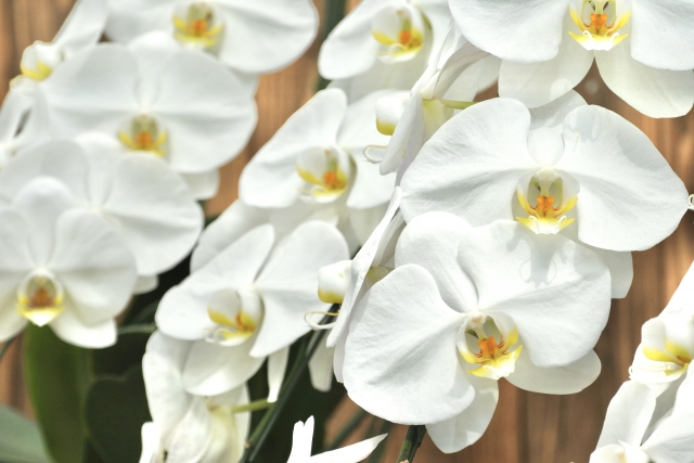 白い胡蝶蘭が美しく並ぶ大輪アレンジメント写真｜純白の花弁と黄色のリップが整然と咲くコチョウラン・開店祝いや就任祝いに人気の法人向け高級フラワーギフトイメージ