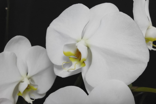 白い胡蝶蘭の大輪を黒背景で捉えたクローズアップ写真｜黄色のリップが際立つ上品で高級感のあるコチョウランの花姿
