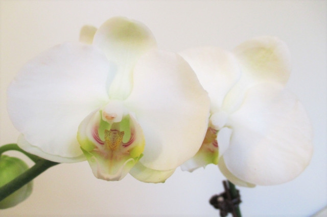 白い胡蝶蘭の正面クローズアップ写真|中心のリップ部分まで鮮明に写した上品なコチョウランの花姿