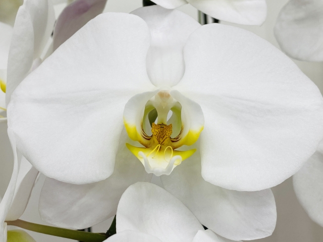 白い胡蝶蘭の大輪を正面から捉えた高精細クローズアップ写真｜黄色のリップと細かな模様が美しいコチョウランの上品な花姿