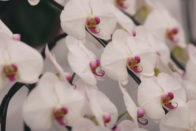 胡蝶蘭が白い花を咲かせています