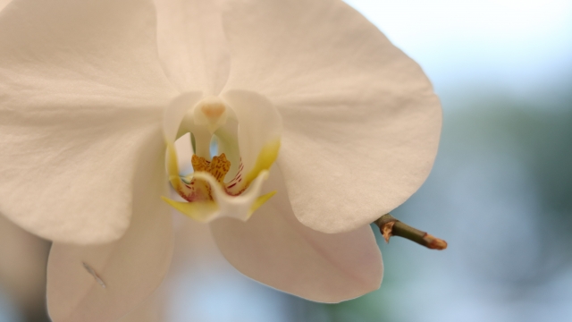 白い胡蝶蘭の大輪を横から捉えたクローズアップ写真|黄色のリップと花弁の質感が美しいコチョウランの上品な花姿