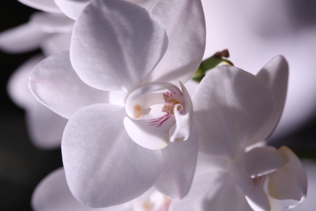 白い胡蝶蘭の花をやわらかな光で捉えたクローズアップ写真｜淡いピンクの模様が入るリップが美しい上品なコチョウランの花姿