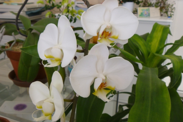 室内で咲く白い胡蝶蘭の写真|純白の大輪花と黄色のリップが美しいコチョウラン・自宅インテリアや法人贈答に適した上品なフラワーギフトイメージ
