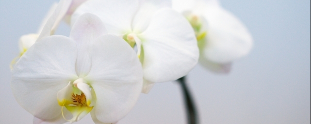 純白の胡蝶蘭が柔らかな光に包まれる花房写真｜法人贈答で信頼感と清潔感を演出する高品質胡蝶蘭のアイキャッチ画像