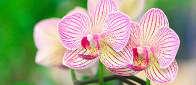 ピンクの縞模様が美しい胡蝶蘭の花房アップ写真｜法人贈答で印象に残る高級感ある胡蝶蘭のアイキャッチ画像