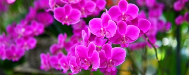 鮮やかなマゼンタ色の胡蝶蘭が華やかに咲き誇る花房写真｜法人贈答で場を明るく彩る高級胡蝶蘭のアイキャッチ画像"