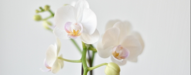 柔らかな光に包まれた純白の胡蝶蘭が優しく咲く花房写真|法人贈答で清潔感と信頼感を演出する高品質胡蝶蘭のアイキャッチ画像