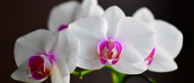 白い胡蝶蘭の花弁と鮮やかなピンクのリップが際立つアップ写真|法人贈答にふさわしい高級感ある胡蝶蘭のアイキャッチ画像