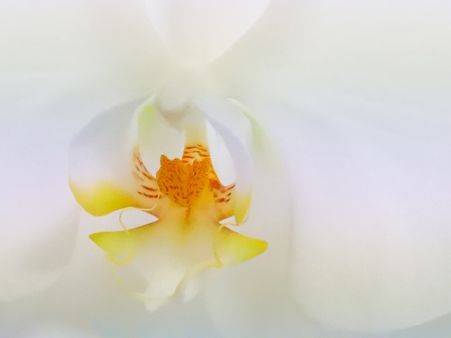白い胡蝶蘭の花芯をやわらかく捉えたマクロ写真｜黄色と赤の斑点模様が美しいリップ部分のクローズアップ・上品で高級感あるコチョウラン大輪種のフラワーギフトイメージ