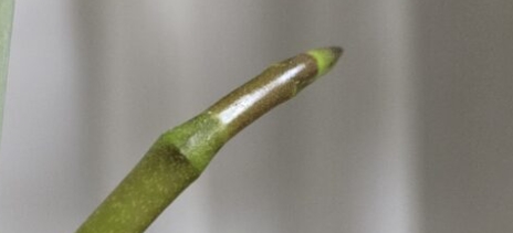 胡蝶蘭の花芽の先端アップ写真｜平たく角が出た花芽の形状と丸い根先との違いを解説する見分け用画像