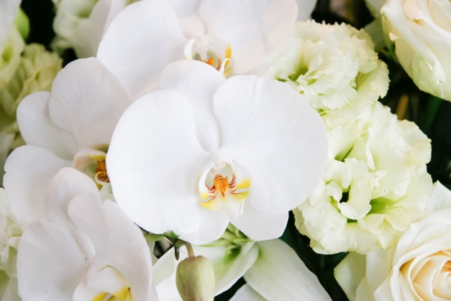 alt="法人胡蝶蘭の贈答イメージ写真｜総務が本当に怖いと感じる失敗と判断基準を解説する記事画像"