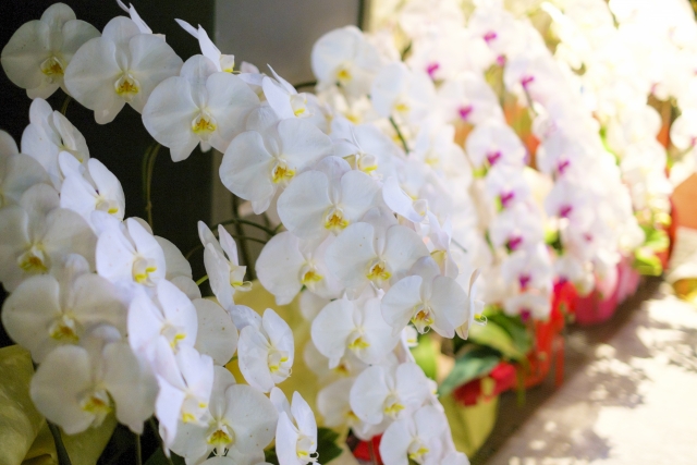 白い胡蝶蘭（ファレノプシス）の三本立ち鉢が並ぶ華やかな店内展示写真｜赤やピンクのラッピングが映える満開コチョウラン・開店祝いや移転祝いなど法人贈答向け高級フラワーギフトイメージ