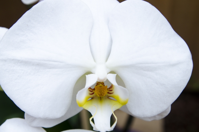 白い胡蝶蘭（ファレノプシス）の大輪花を正面から捉えた接写写真｜黄色のリップと繊細な模様が映える上品なコチョウラン・開店祝いや就任祝いに人気の高級フラワーギフトイメージ