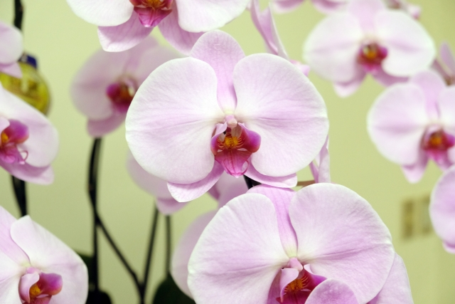 胡蝶蘭がピンク色の花を咲かせています