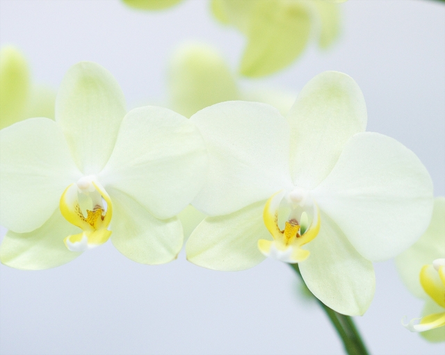 淡いグリーンがかった胡蝶蘭（ファレノプシス）の花を横並びに撮影した接写写真｜黄色のリップが映える爽やかなコチョウラン・開店祝いや新築祝いに人気の高級フラワーギフトイメージ