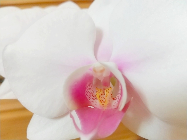 胡蝶蘭が白い花を咲かせています