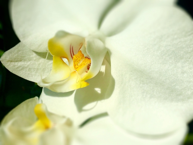 白い胡蝶蘭の花芯をクローズアップ撮影した写真｜黄色と赤の模様が入るリップが美しいコチョウラン大輪種・高級感ある法人贈答向けフラワーギフトイメージ