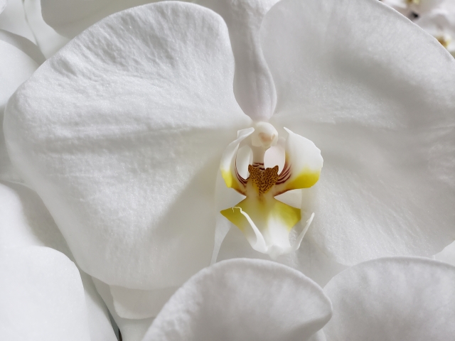 白い胡蝶蘭の花芯を中央から捉えたクローズアップ写真|純白の大輪花弁と黄色のリップが美しいコチョウラン・上品で高級感ある法人贈答向けフラワーギフトイメージ