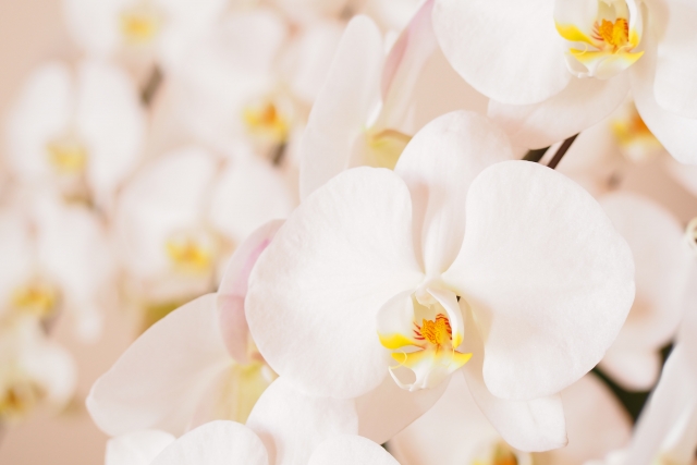 胡蝶蘭が白い花を咲かせています