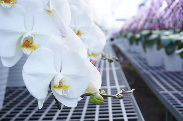 alt="法人贈答用の胡蝶蘭の写真|立札のNG例と事故防止の基本ルールをまとめた記事の総まとめイメージ"