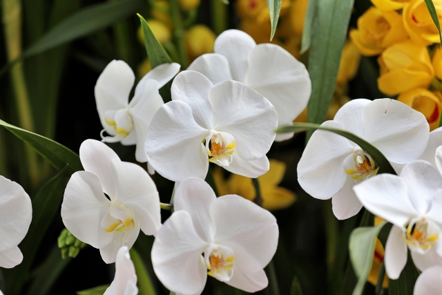 alt="移転祝いの胡蝶蘭のサイズ感を確認できる写真｜法人オフィスや受付に置きやすい上品なコチョウランギフトの実例"