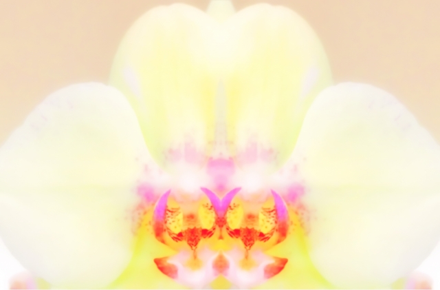 胡蝶蘭が黄色い花を咲かせています