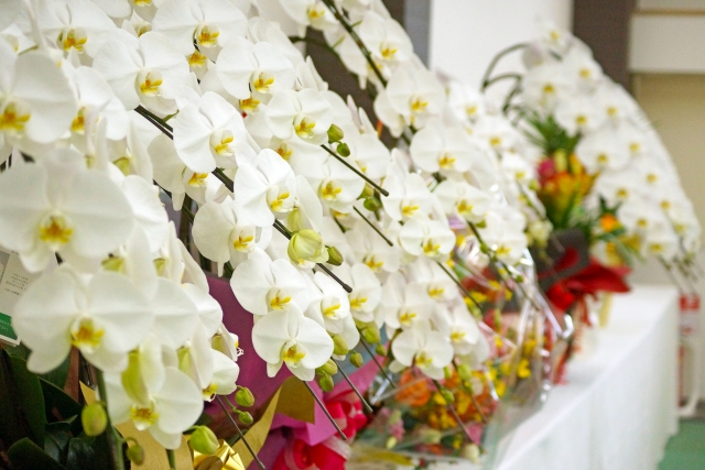 alt="白い胡蝶蘭の写真|立札レイアウトの読みやすさと納品タイミングの重要性を解説する記事イメージ"