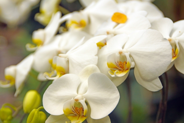 alt="法人向け胡蝶蘭の写真|業種別に失礼にならない立札の温度感と表記テンプレートをまとめた記事イメージ"