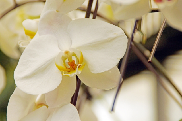 alt="白い胡蝶蘭の写真|空間の広さに応じて立札と名札を使い分ける法人向け判断基準を解説する記事イメージ"