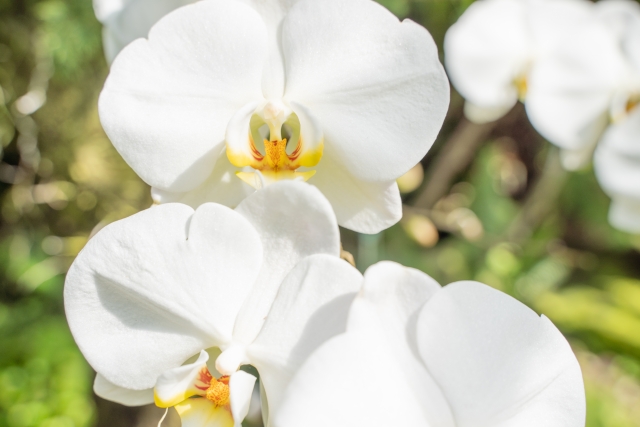 alt="白い胡蝶蘭の写真|就任祝い・医療機関・狭い設置場所では二重札を避ける判断基準を解説する記事イメージ"